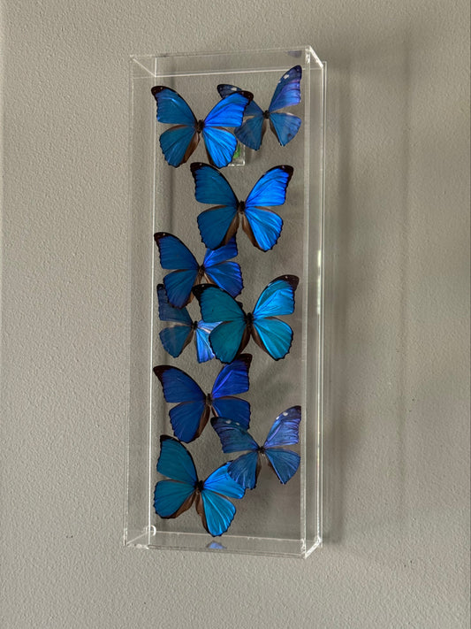 blue and black butterflies in an acrylic shadowbox. 