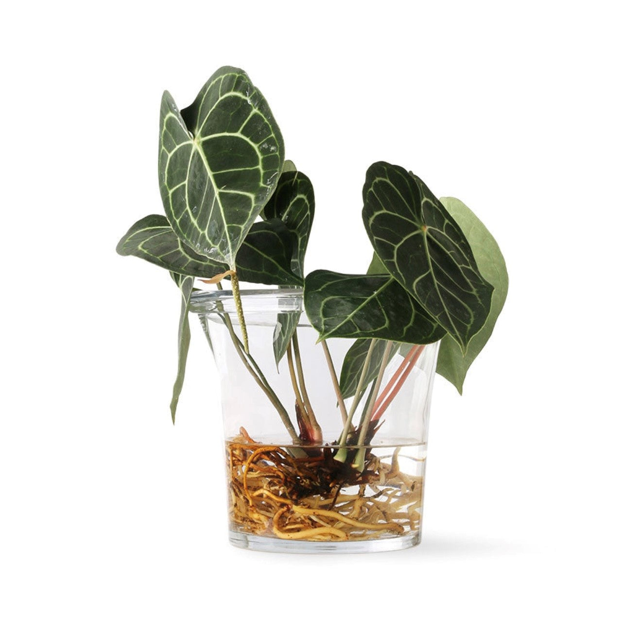 solid glass transparent planter with plant showing roots
