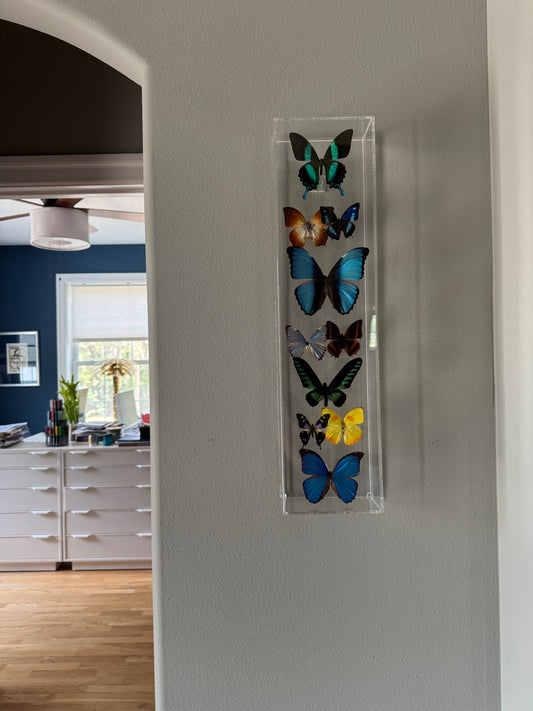 multicolored butterflies mounted in a vertical acrylic shadow box. 