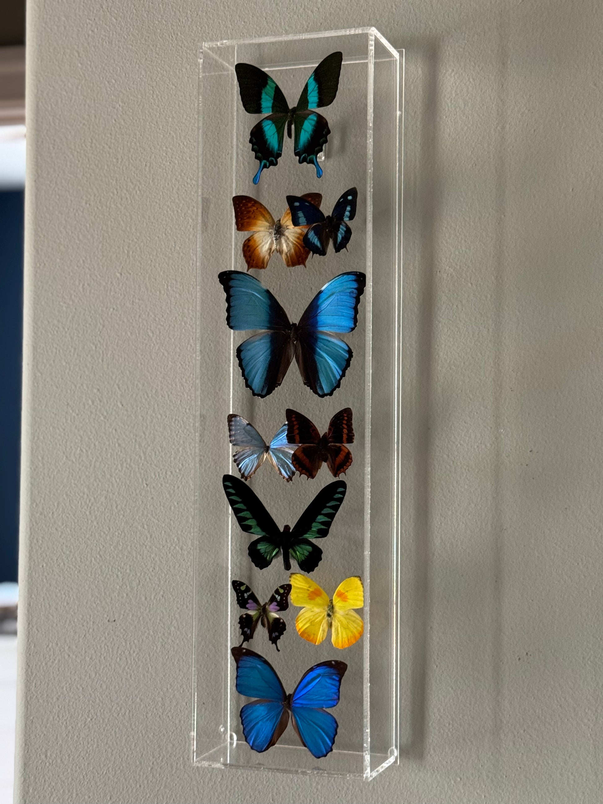 multicolored butterflies mounted in a vertical acrylic shadow box. 