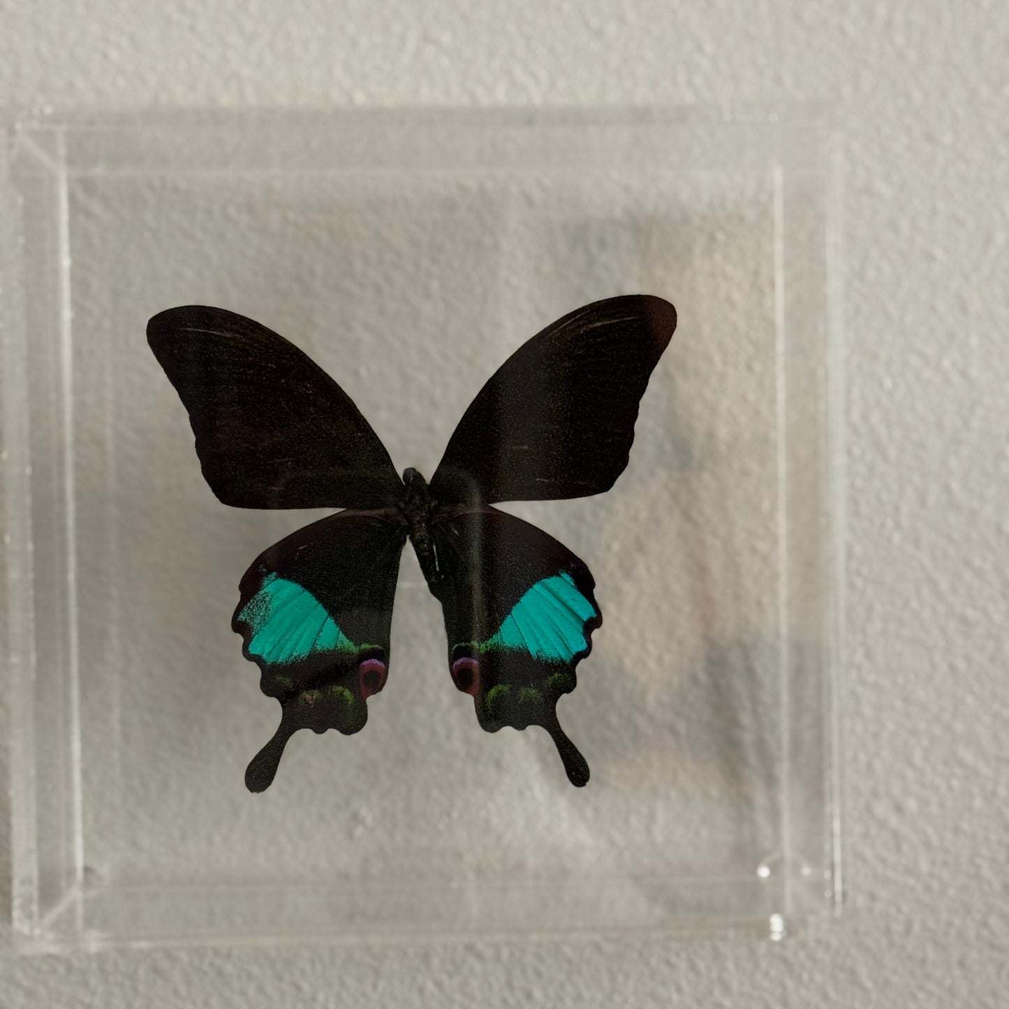 black butterfly with blue spots on bottom wings - mounted in an acrylic box