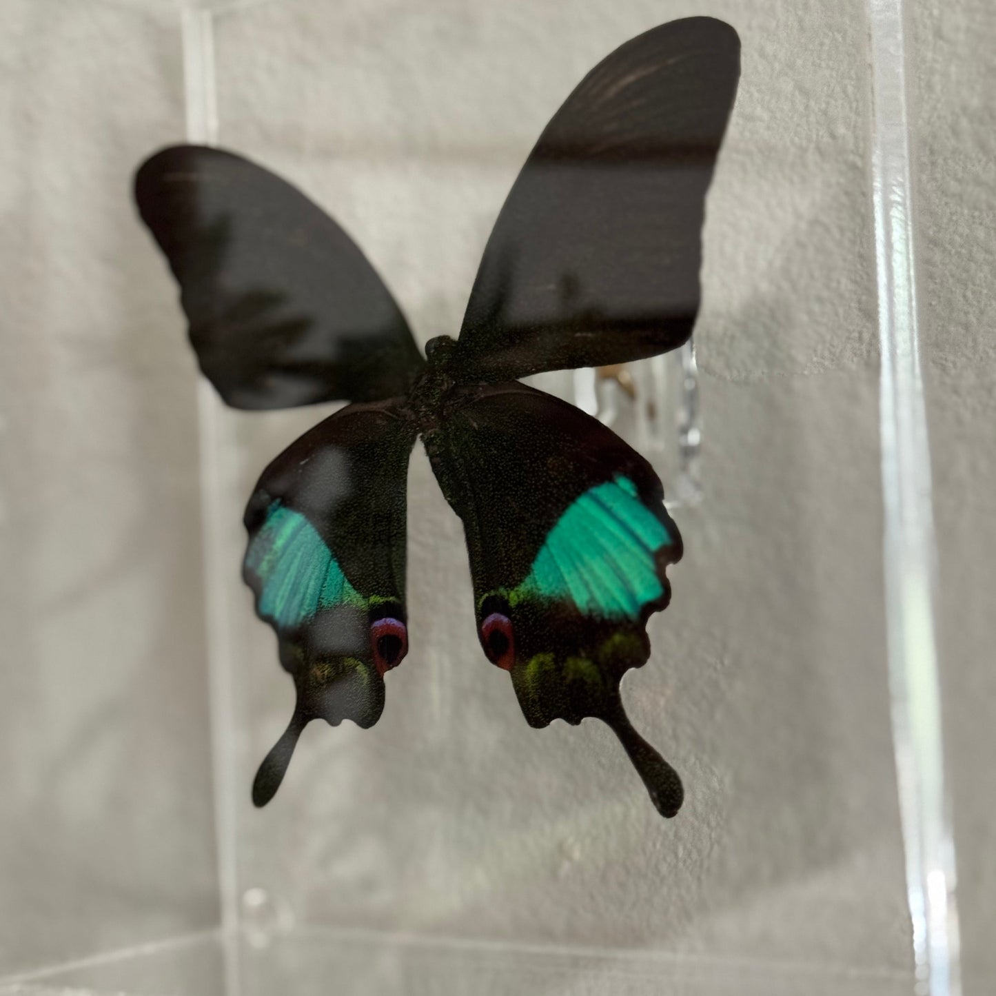 close up of mounted black and blue butterfly in an acrylic box