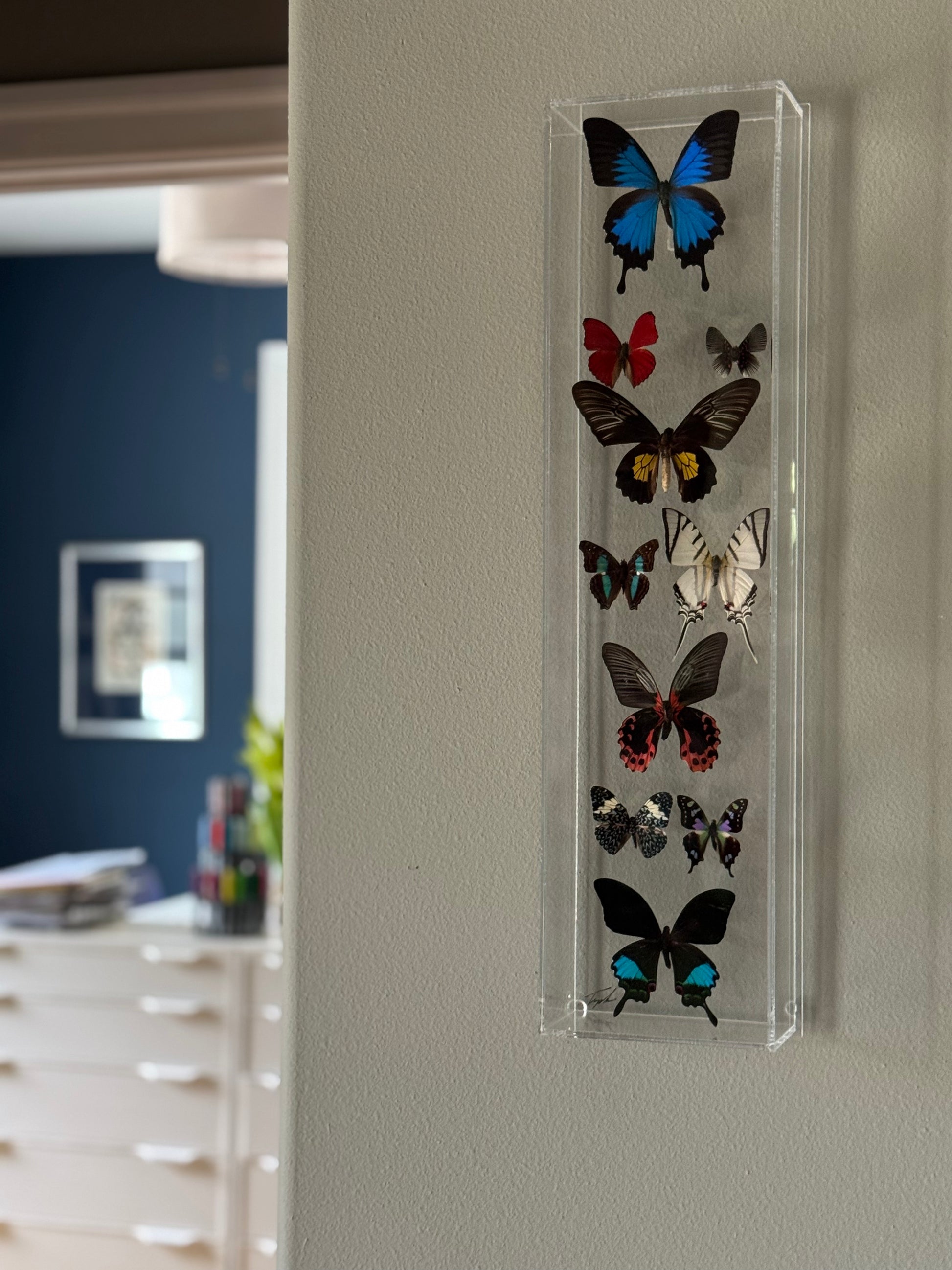 10 multicolored mounted butterflies in an acrylic shadowbox. 