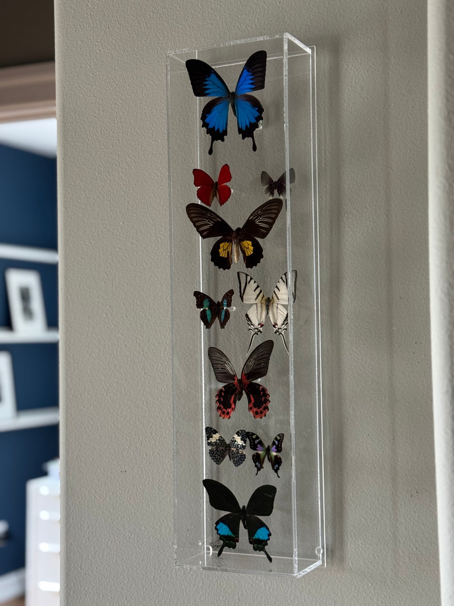10 multicolored mounted butterflies in an acrylic shadowbox. 