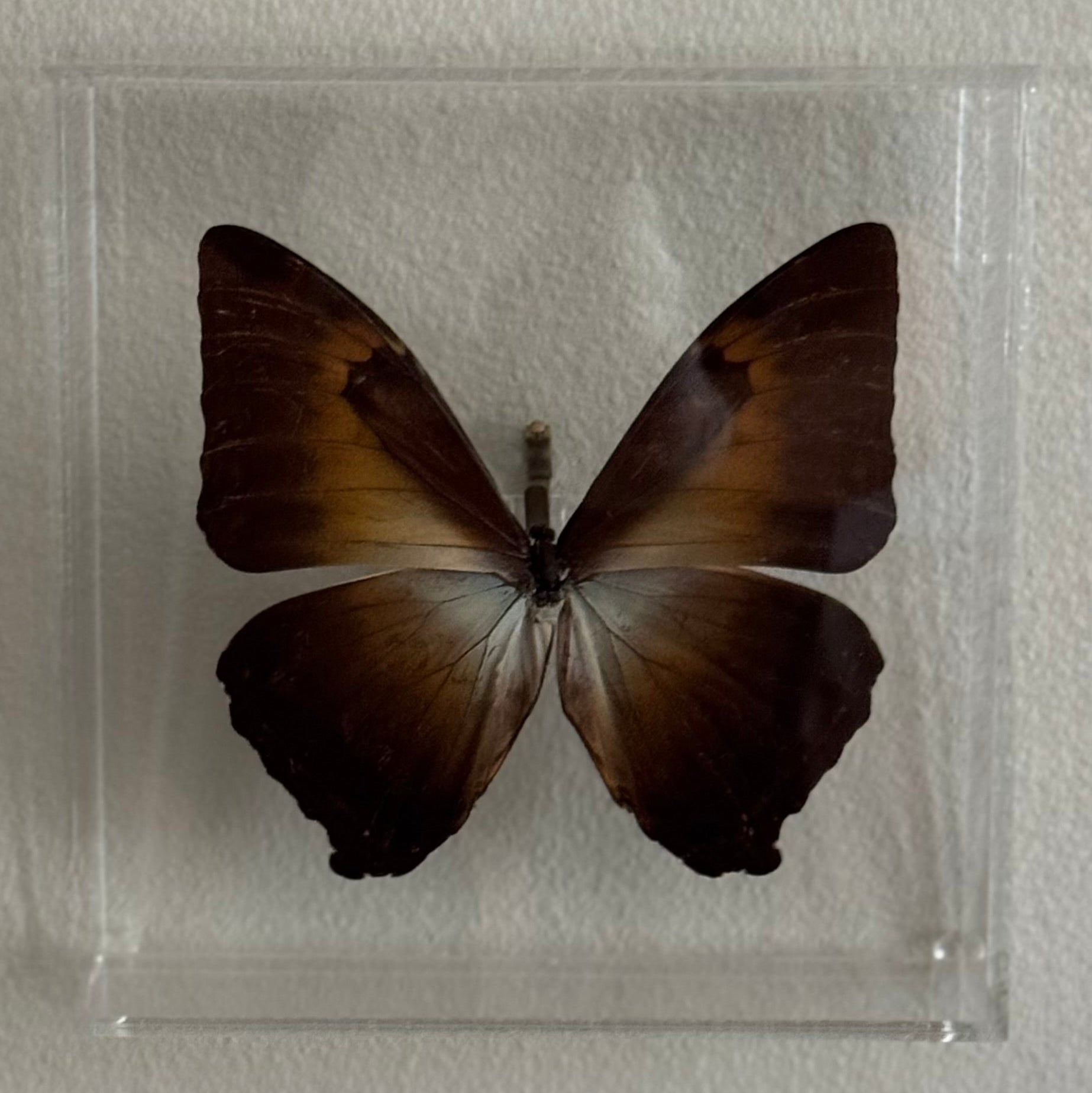 brown butterfly in acrylic shadow box