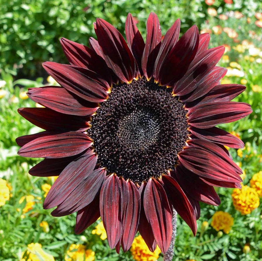 Close-up of a dark red sunflower with a blurred green and yellow background