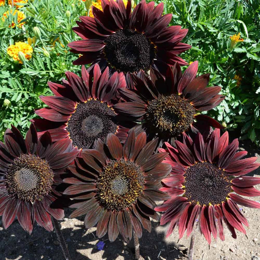 Close-up of dark red sunflowers with green foliage in the background
