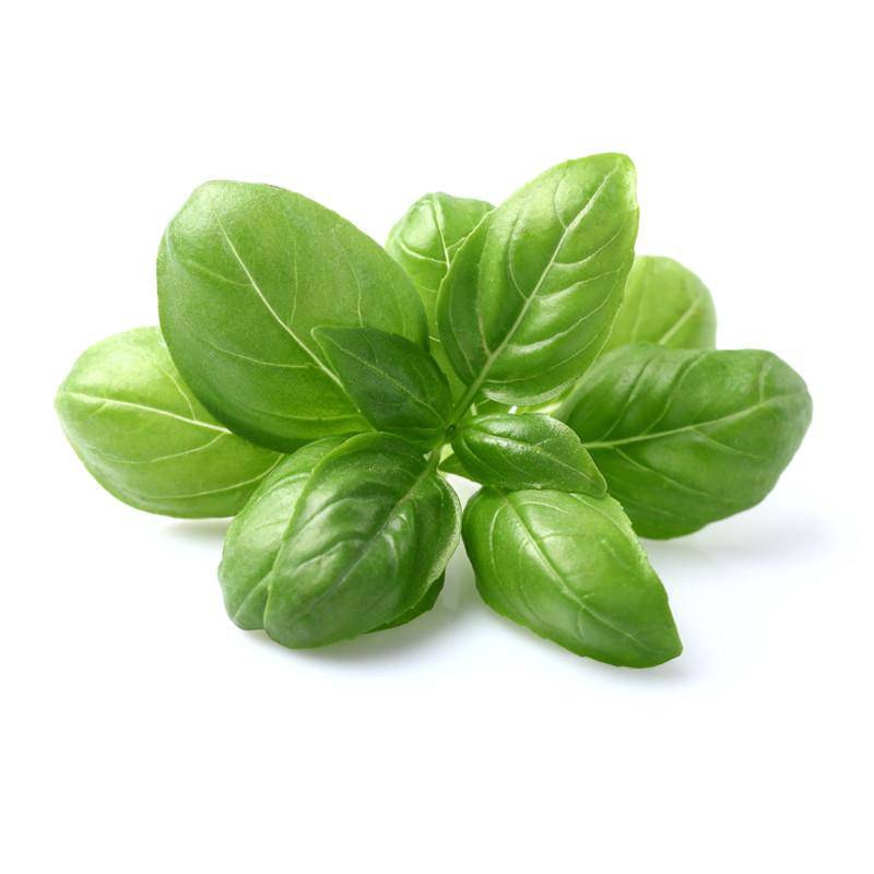Fresh basil leaves on a white background