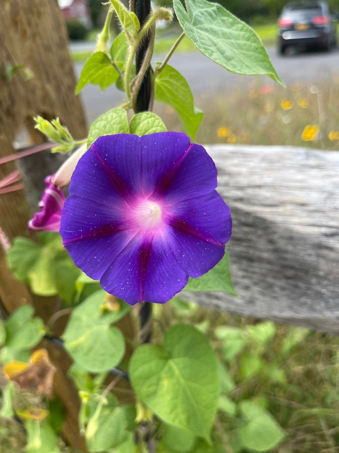 Purple flower with green leaves in a natural setting
