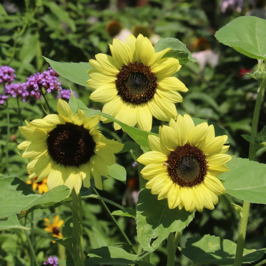Three yellow sunflowers with a blurred garden background