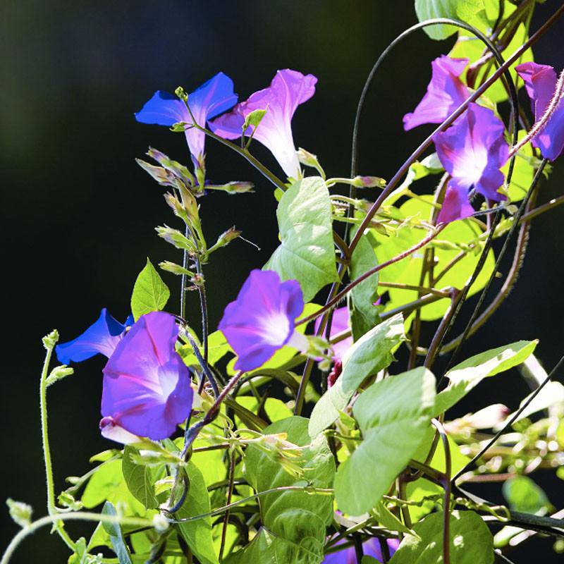 Close-up of purple flowers with green leaves against a dark background