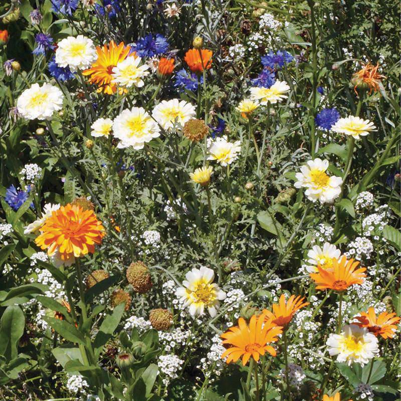 Colorful mix of wildflowers including marigolds and daisies in a garden setting.
