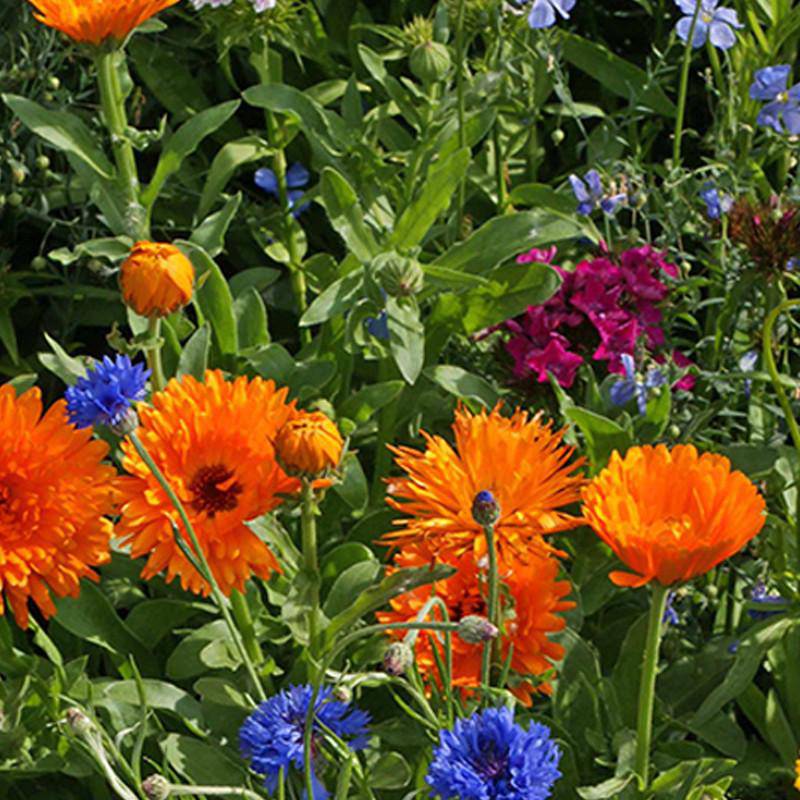 Colorful flowers including orange marigolds and blue cornflowers in a garden setting.