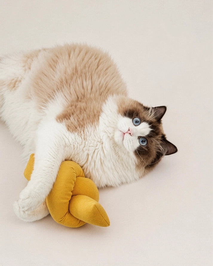 cat with blue eyes and a yellow toy on a white background