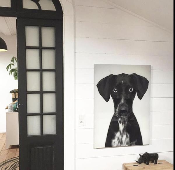 close up picture of black dog by Hk living USA in hallway
