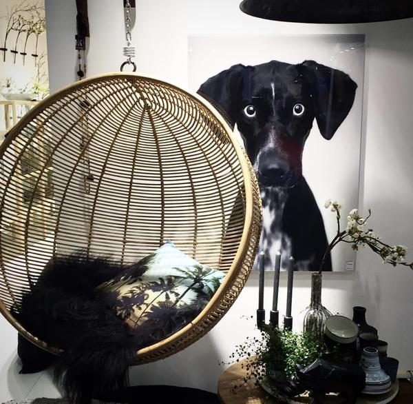 close up picture of black dog by Hk living USA with large hanging bowl chair