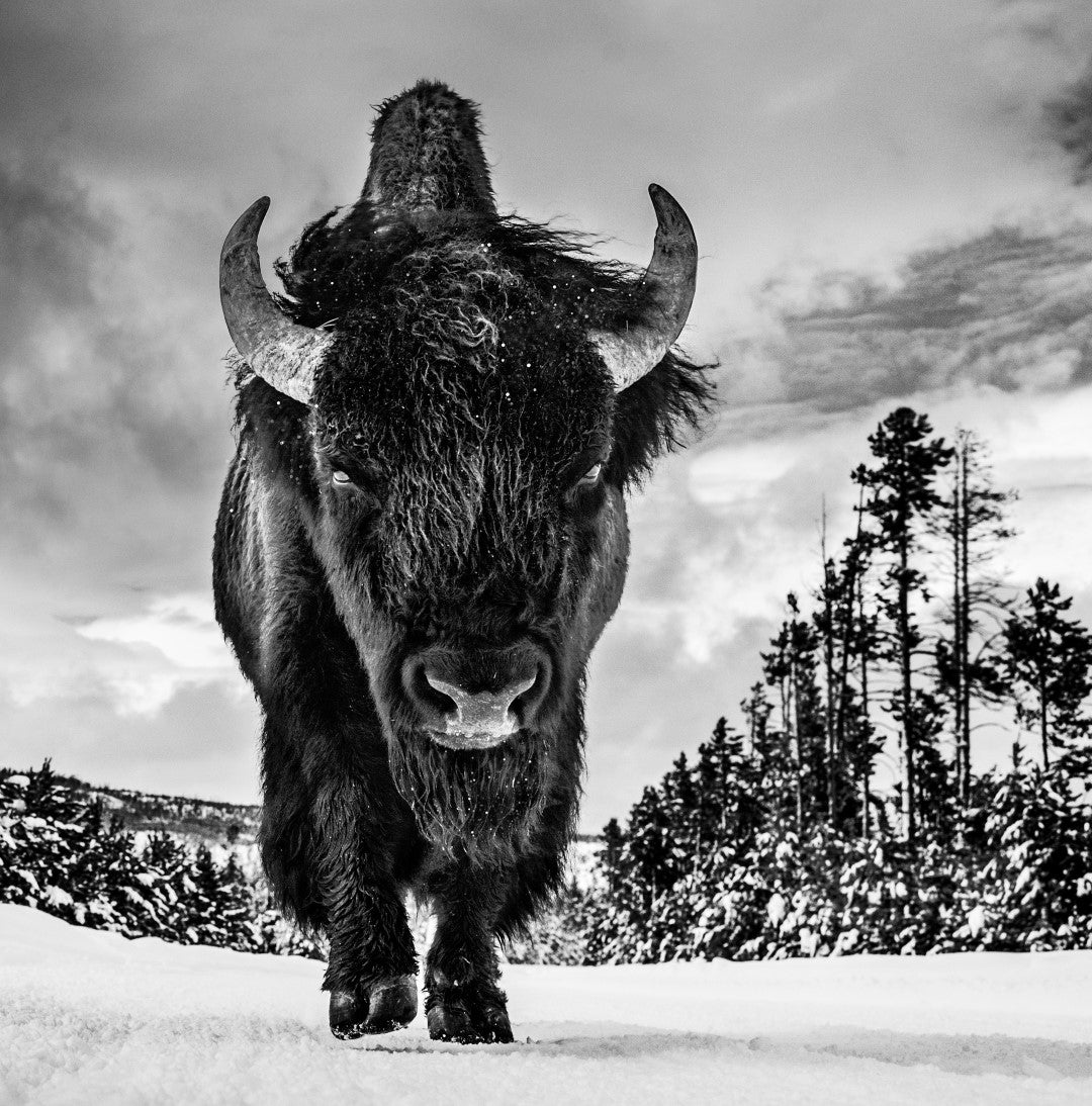 black and white portrait photograph of bull bison in Yellow Stone Wyoming