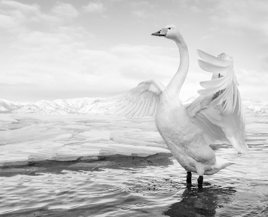 David Yarrow - Swan lake