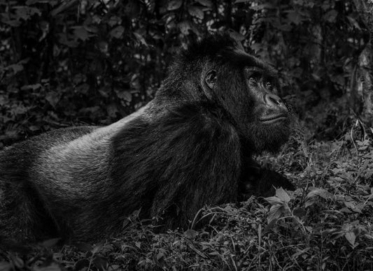 black and white portrait photo of silverback gorilla