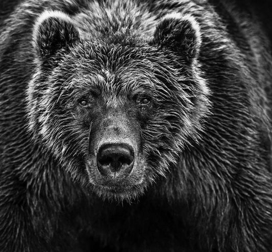 face off by David yarrow black and white photo of brown bear