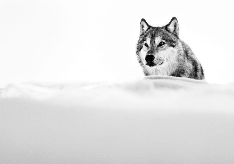 the focused wolf by david yarrow black and white photo of a wolf in the snow