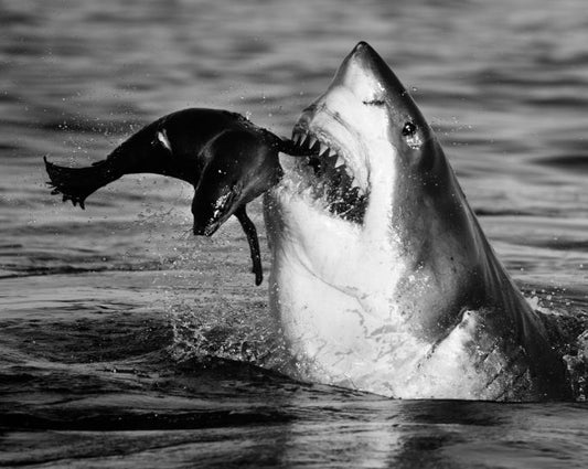 Jaws by David Yarrow black and white photo of shark eating a fish