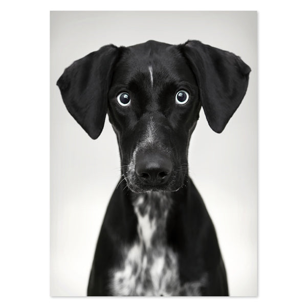 photo on plexibond of black dog close up